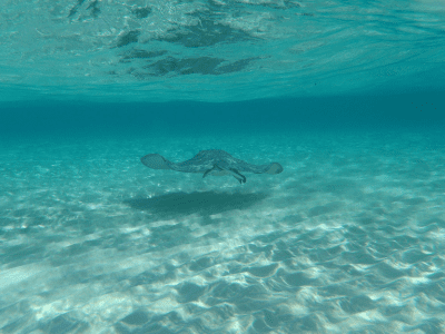 Swim with the magnificent stingrays in Grand Cayman.  If your cruise ship stops in the Cayman islands you will definitely want to check out a shore excursion to Sting Ray City